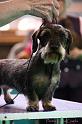 Crufts2011_2 1456